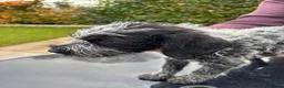 German Wirehaired Pointer dogs for sale: German Wire Haired Pointer Puppies For Sale  in Stanley - Advert 6