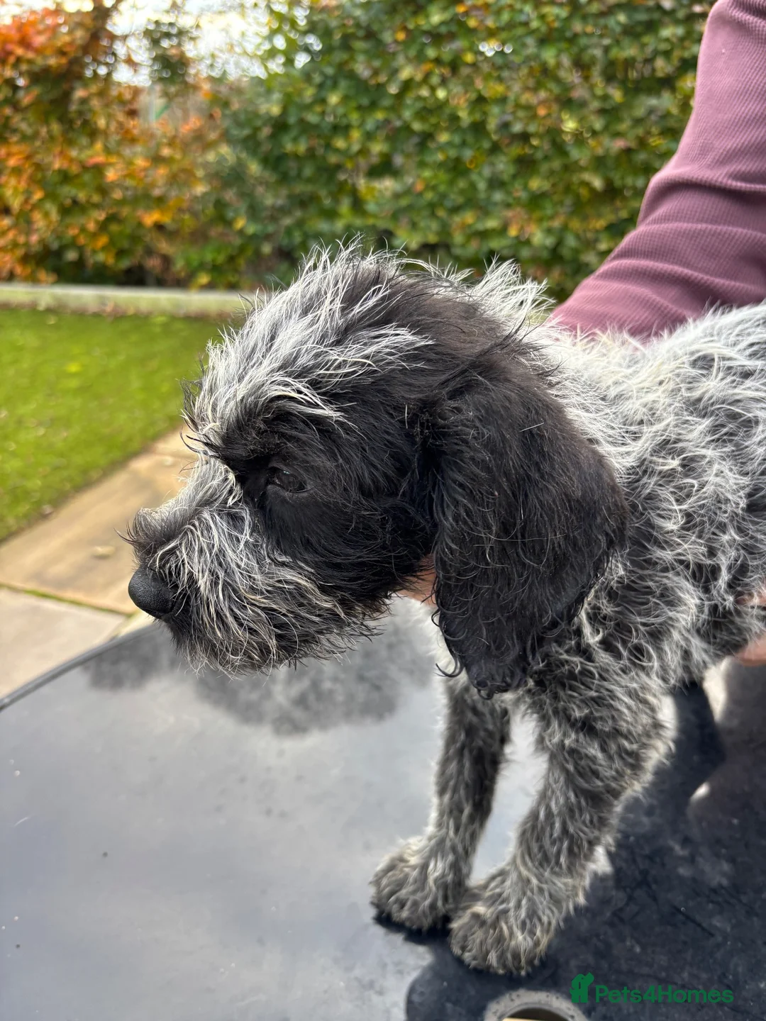 German Wirehaired Pointer dogs for sale: German Wire Haired Pointer Puppies For Sale  in Stanley - Advert 6