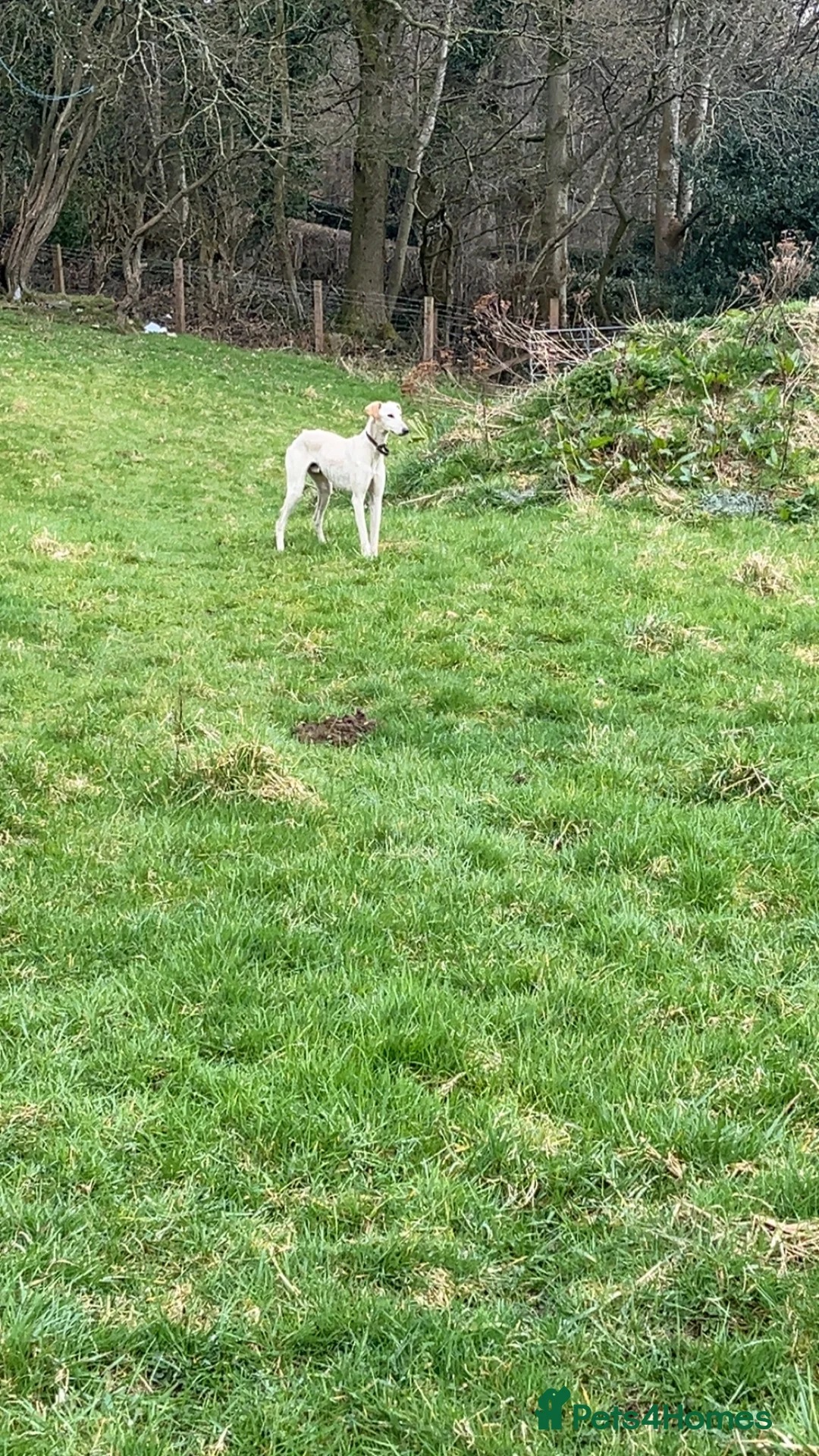 Mixed Breed dogs for sale: Lucas x fly in Lancaster - Advert 1