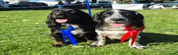 Cocker Spaniel dogs for sale: Two beautiful male pups available  - Advert 16
