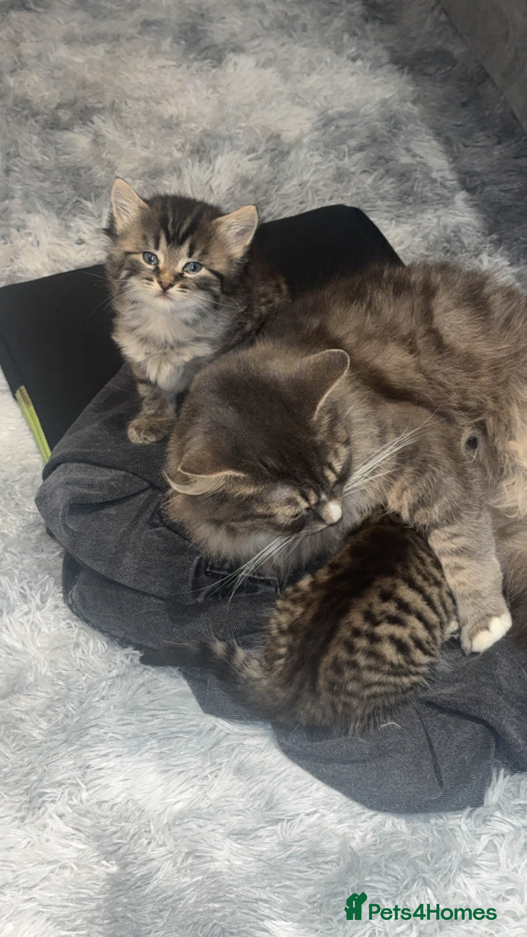 Mixed Breed cats for sale: Adorable male kittens - Advert 3