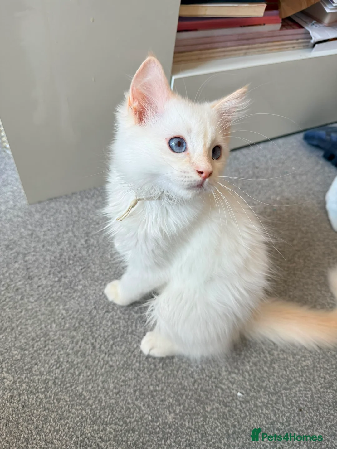 Ragdoll cats for sale: 4 ragdolls awaiting forever homes  - Advert 2