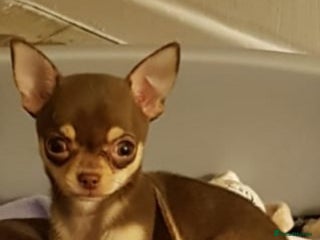 Chihuahua dogs in Salford - Advert 25