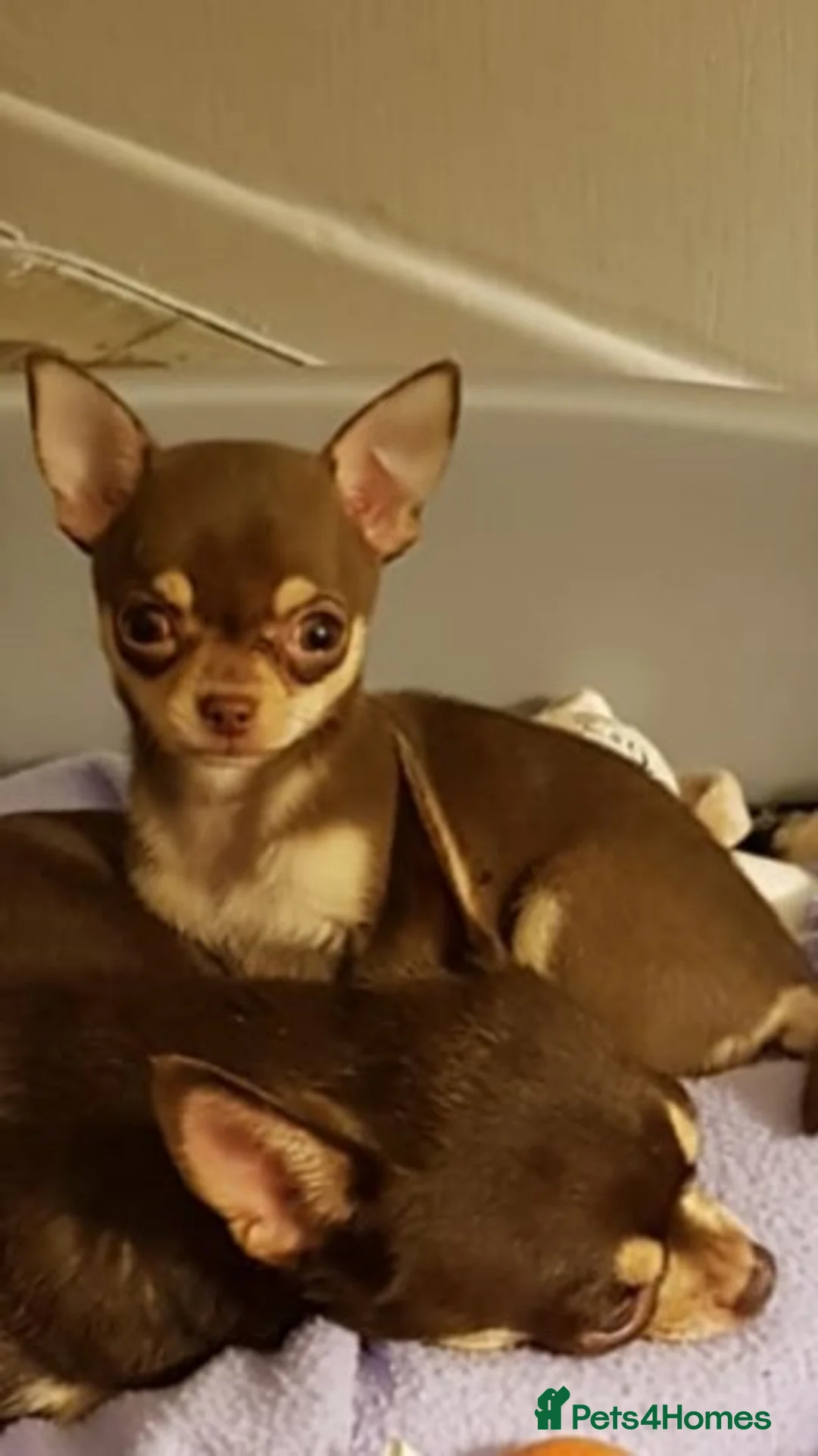 Chihuahua dogs for stud: GENUINELY tiny Choc/tan chihuahua stud  in Salford - Advert 1