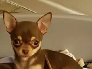 Chihuahua dogs GENUINELY tiny Choc/tan chihuahua stud in Salford - Advert 7