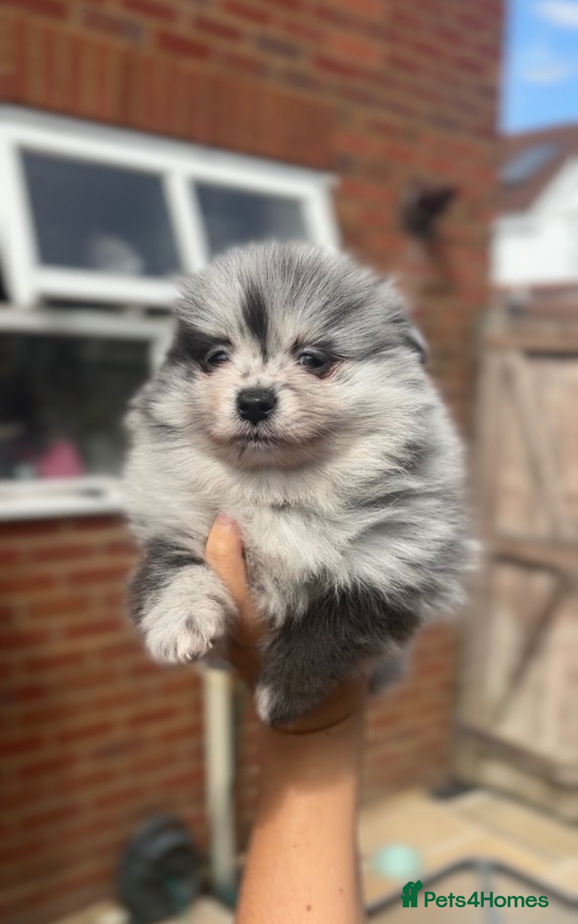 Pomeranian dogs Rare colours Pomeranians  - Advert 4