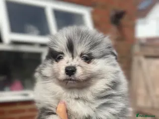 Pomeranian dogs Rare colours Pomeranians - Advert 4