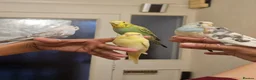 Budgerigars birds for sale: Handreared, semitamed, tamed budgies  - Advert 4
