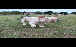 French Bulldog dogs for stud: STUD. New shade Isabella merle.  - Image 4