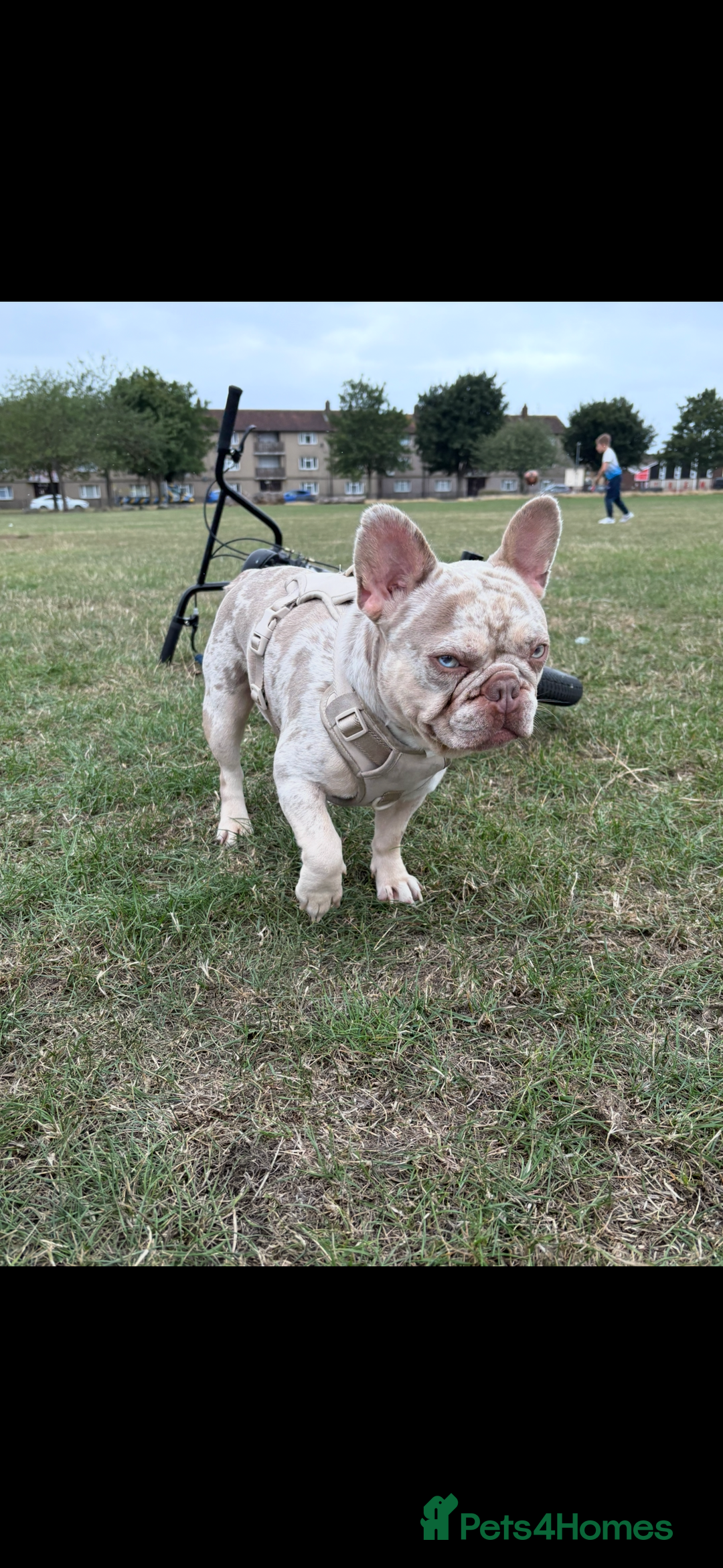 French Bulldog dogs for stud: STUD. New shade Isabella merle.  - Image 4