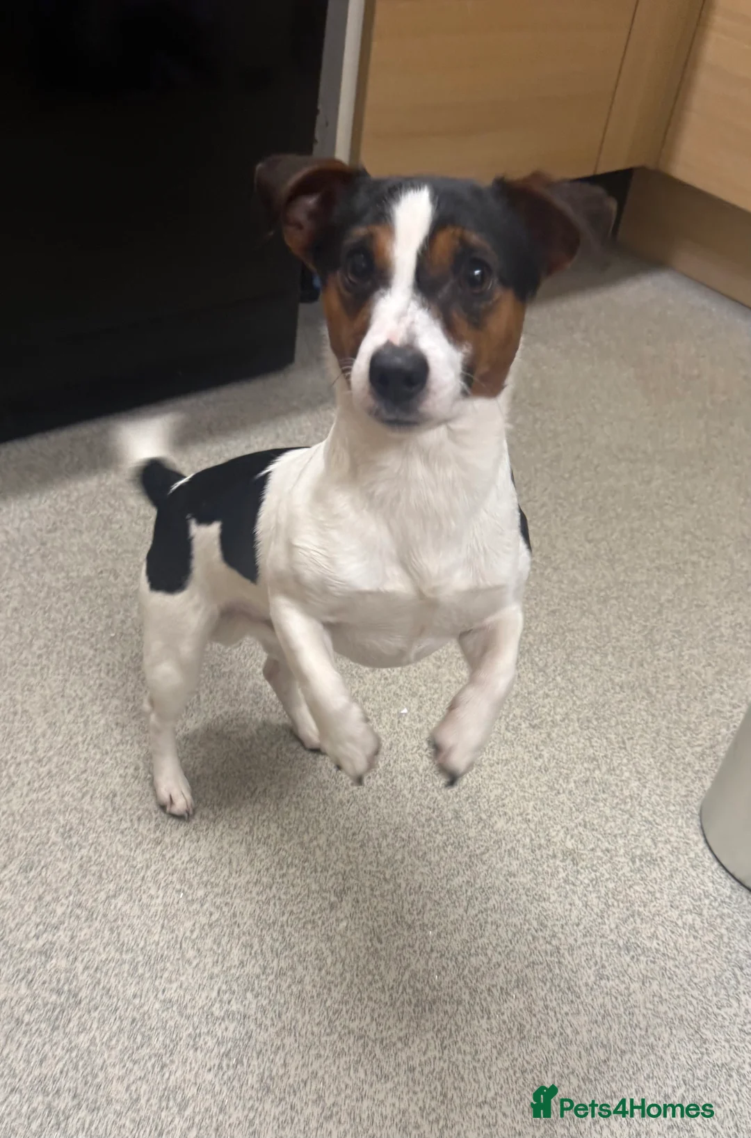 Jack Russell dogs for sale: Jack Russell Pups - Advert 13