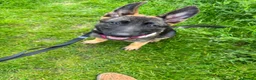 German Shepherd dogs for sale: 7 MONTH OLD GERMAN SHEPHERD GIRL - Advert 5