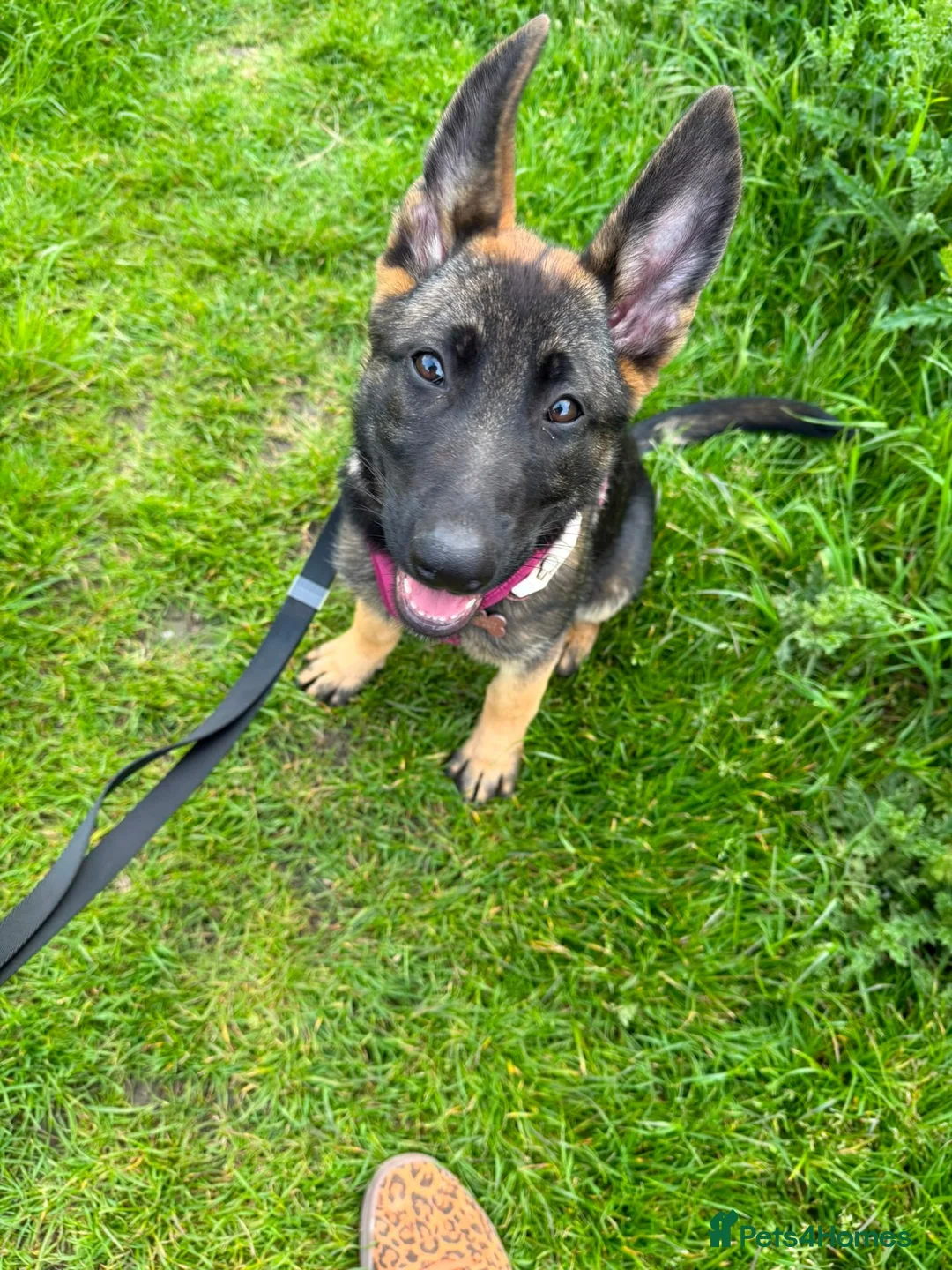 German Shepherd dogs for sale: 7 MONTH OLD GERMAN SHEPHERD GIRL - Advert 5