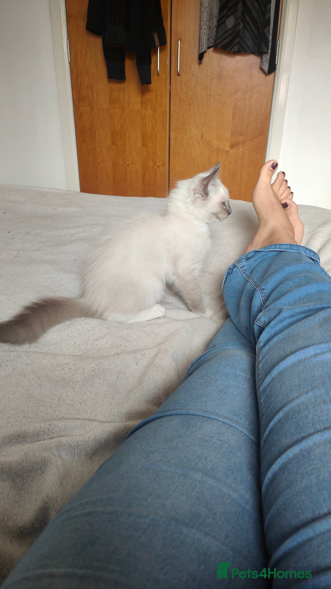 Ragdoll cats for sale: Rag doll kitten  - Image 8