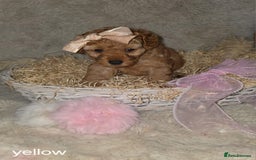 Cavapoo dogs for sale: Cavapoo f1b - Image 11