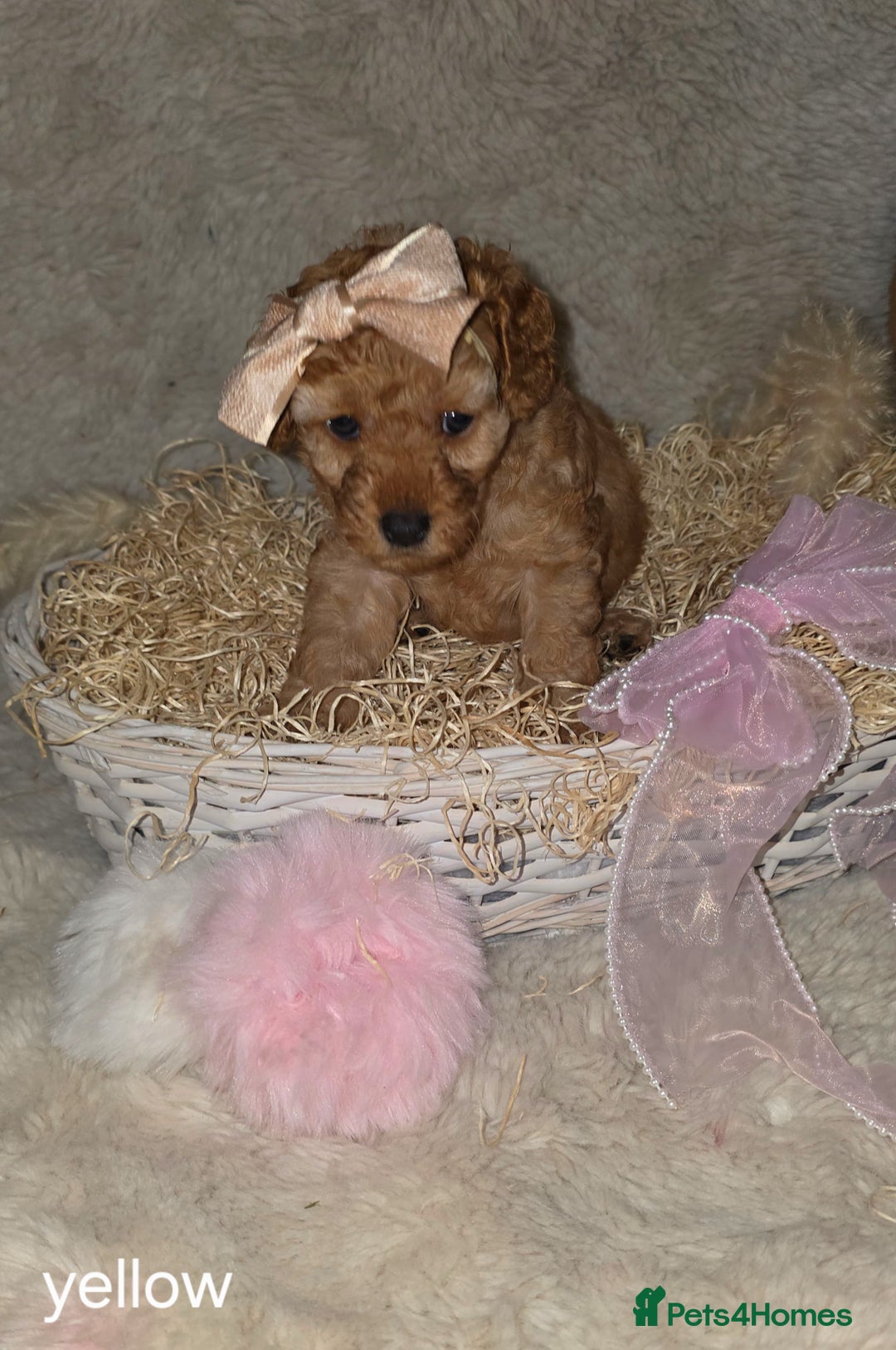 Cavapoo dogs for sale: Cavapoo f1b - Image 11