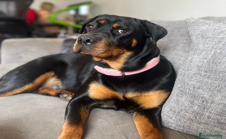 Rottweiler dogs - Advert 2