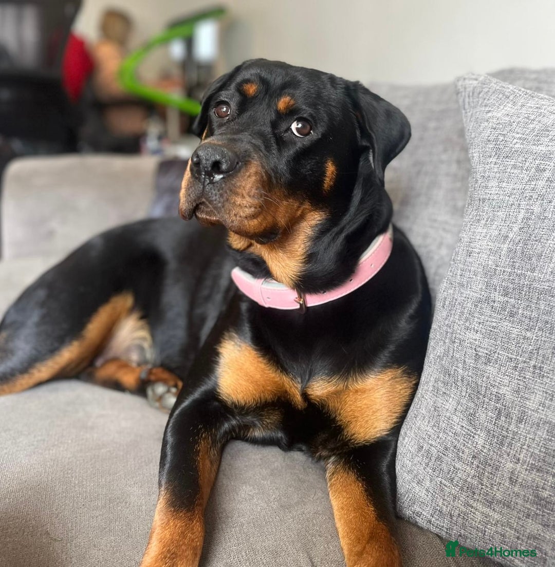 Rottweiler dogs for sale: 1 year old Rottweiler girl  - Image 1