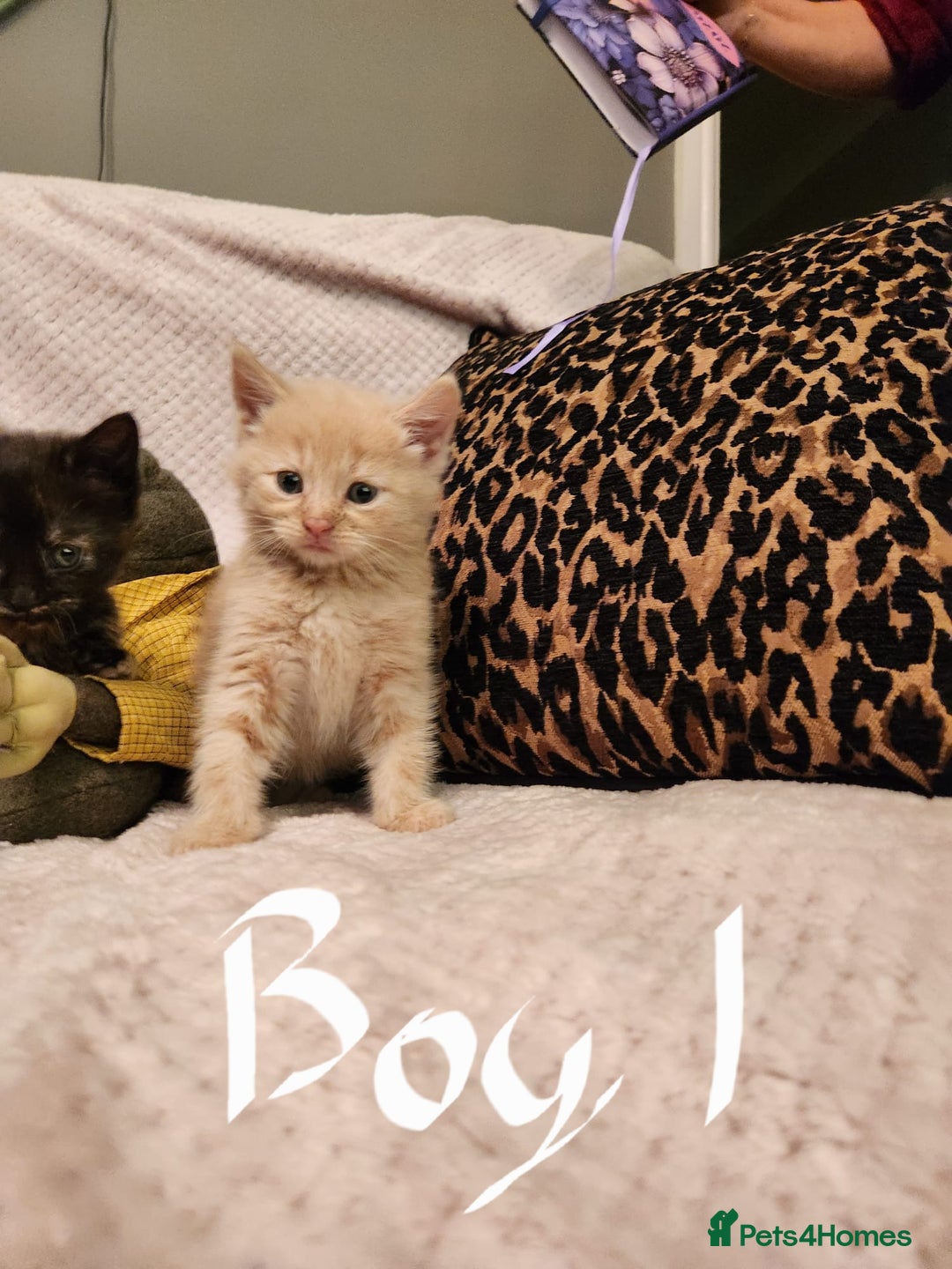 Maine Coon cats for sale: Beautiful Maine Coon kittens  - Advert 4