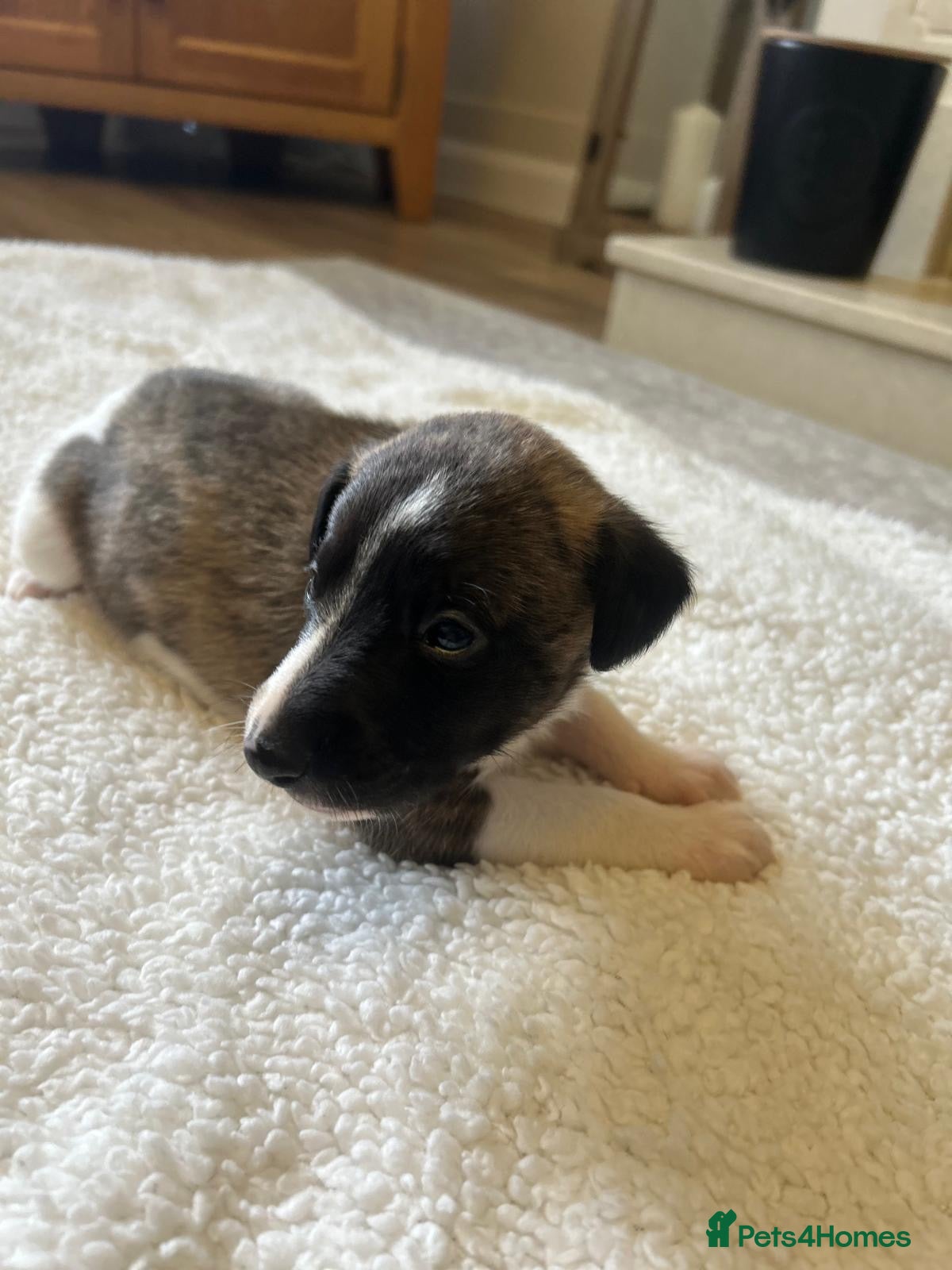 Whippet dogs Stunning pedigree whippet puppies  - Advert 1