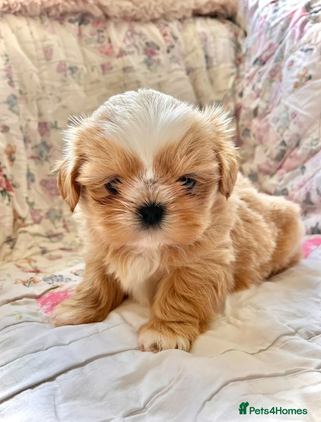 Shih Tzu dogs for sale: Four Beautiful Imperial Shih Tzu boys - Advert 16