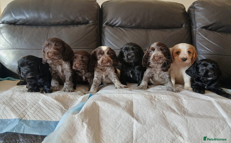 Cocker Spaniel dogs - Advert 1