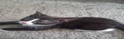 Mixed Breed cats for sale: Five beautiful kittens looking for a new home  - Advert 26
