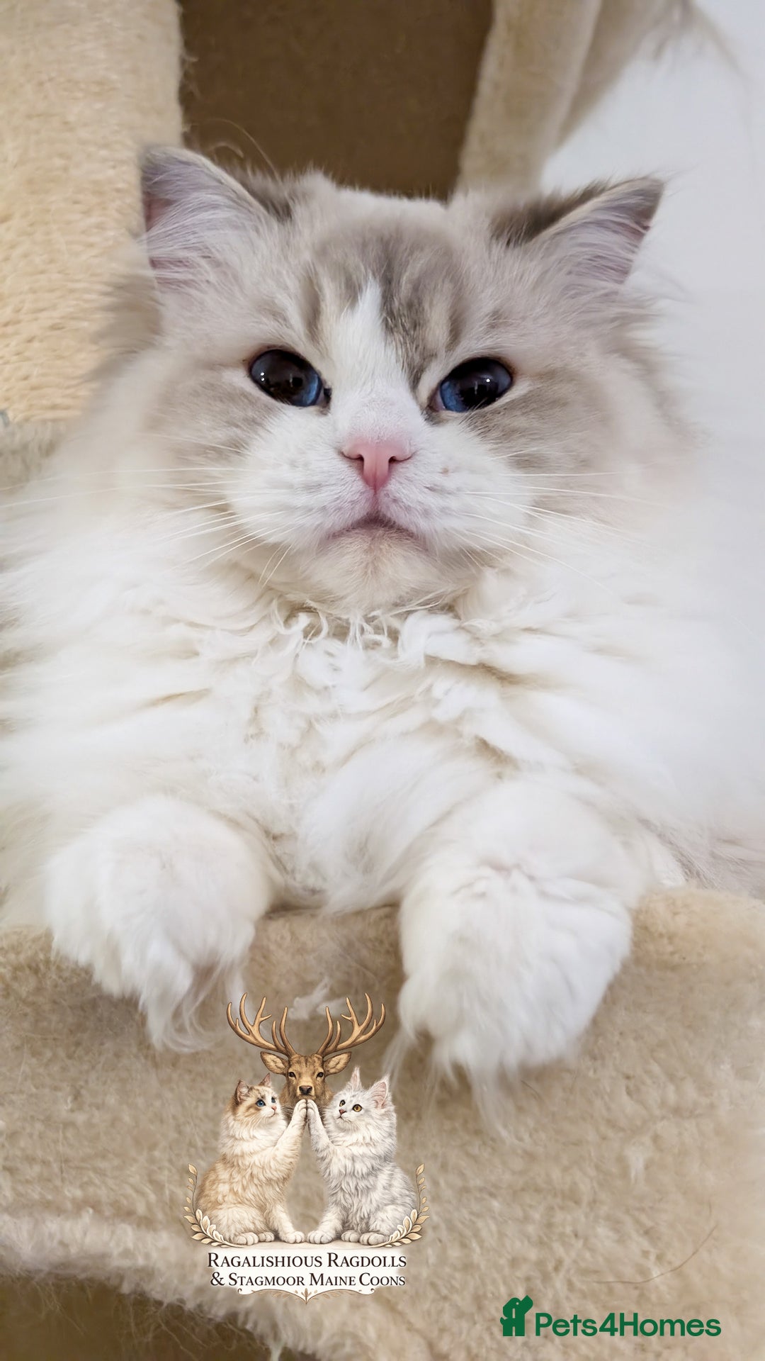 Ragdoll cats for sale: European TICA Blue Lynx Bicolour Champion Pedigree - Advert 2