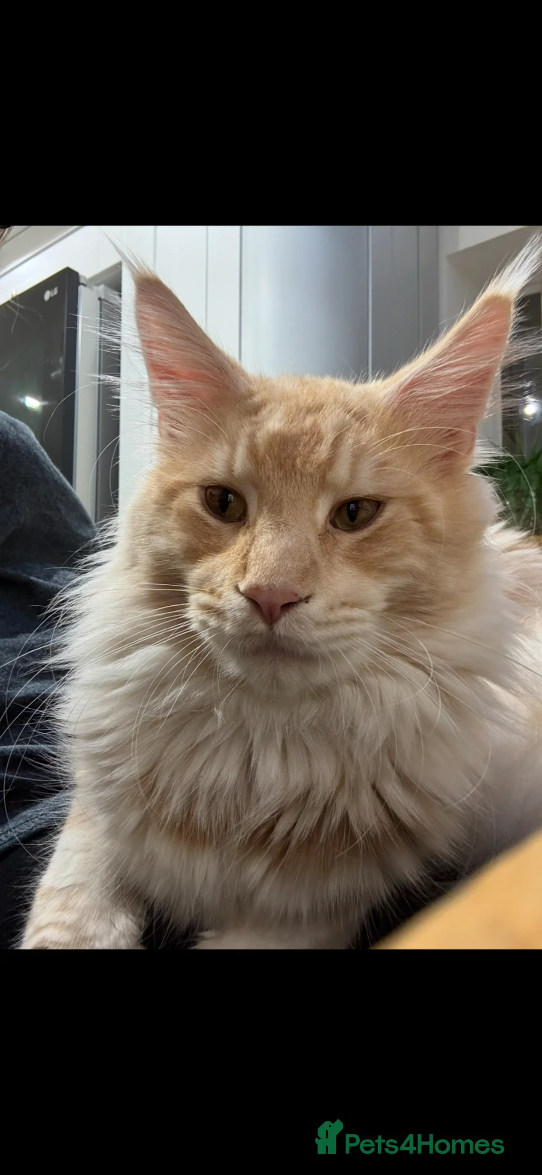 Maine Coon cats for stud: Stunning Cream Maine Coon for Stud in Corwen - Advert 1