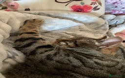 Mixed Breed cats for sale: Khaleesi, half bengal cat looking for a new home - Image 12
