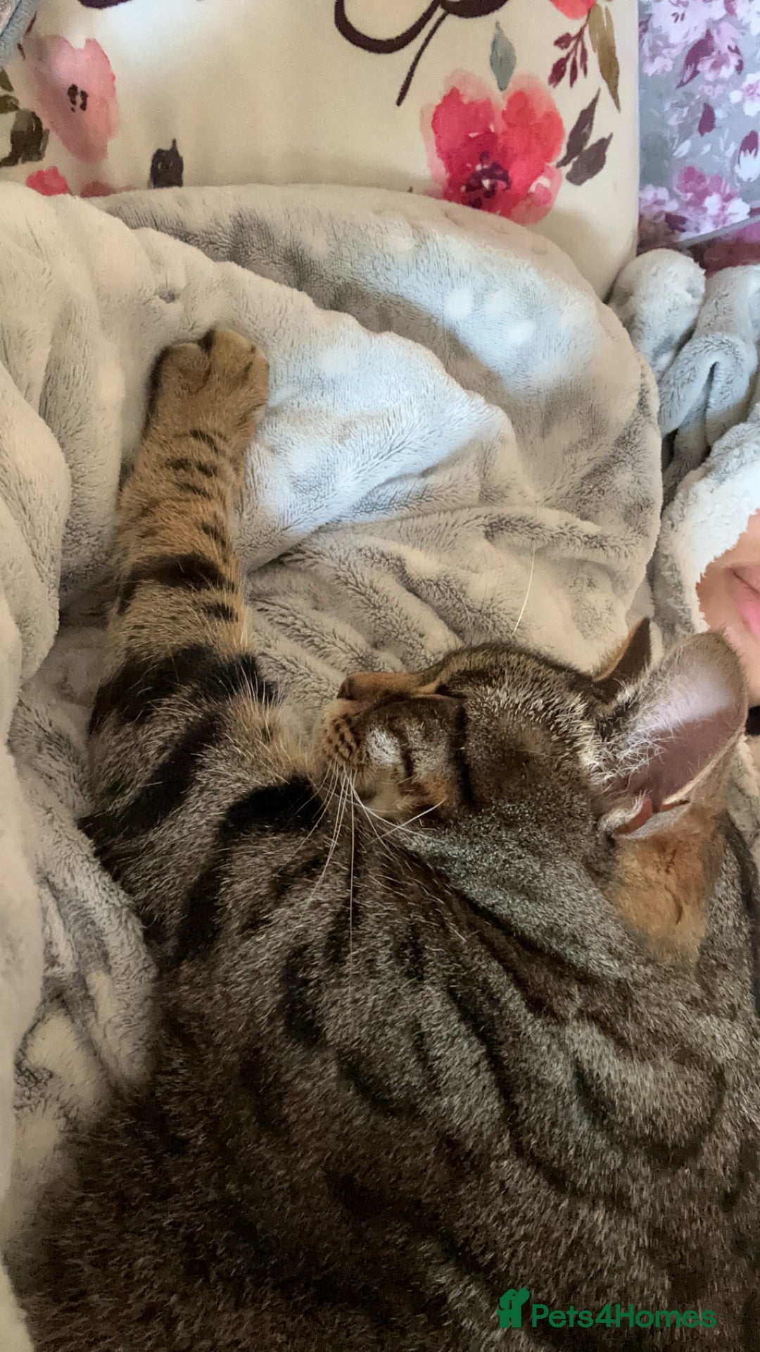 Mixed Breed cats for sale: Khaleesi, half bengal cat looking for a new home - Image 12