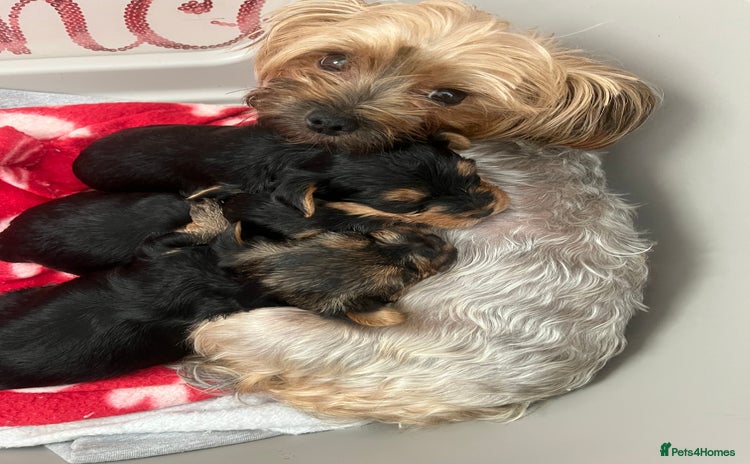 Yorkshire Terrier dogs - Advert 5