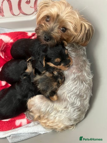 Yorkshire Terrier dogs - Advert 15