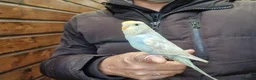Budgerigars birds for sale: Super silly hand tamed budgies for sale  - Advert 11