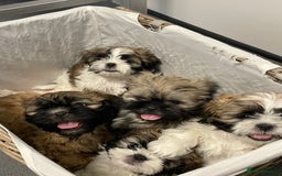 Malshi dogs for sale: Beautiful Shih tzu x Malshi puppies  - Image 1