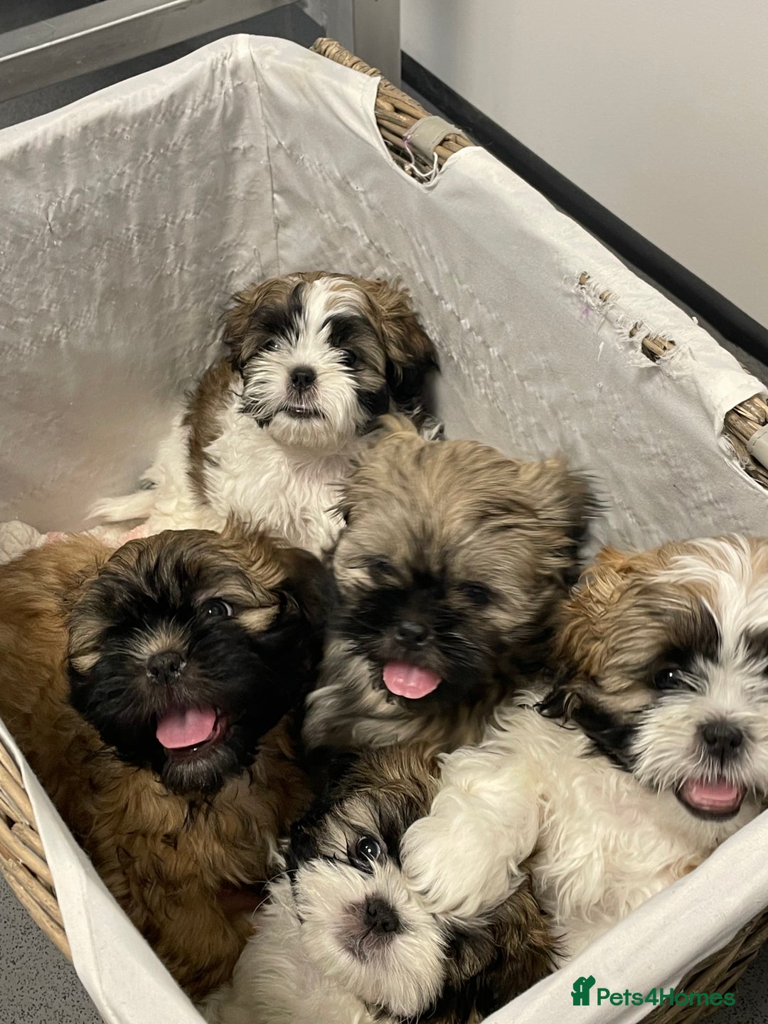 Malshi dogs for sale: Beautiful Shih tzu x Malshi puppies  - Image 1