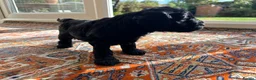 Cockapoo dogs for sale: Beautiful F1xF2 Cockapoo Puppies-Loving home £1400 in Colyton - Advert 32