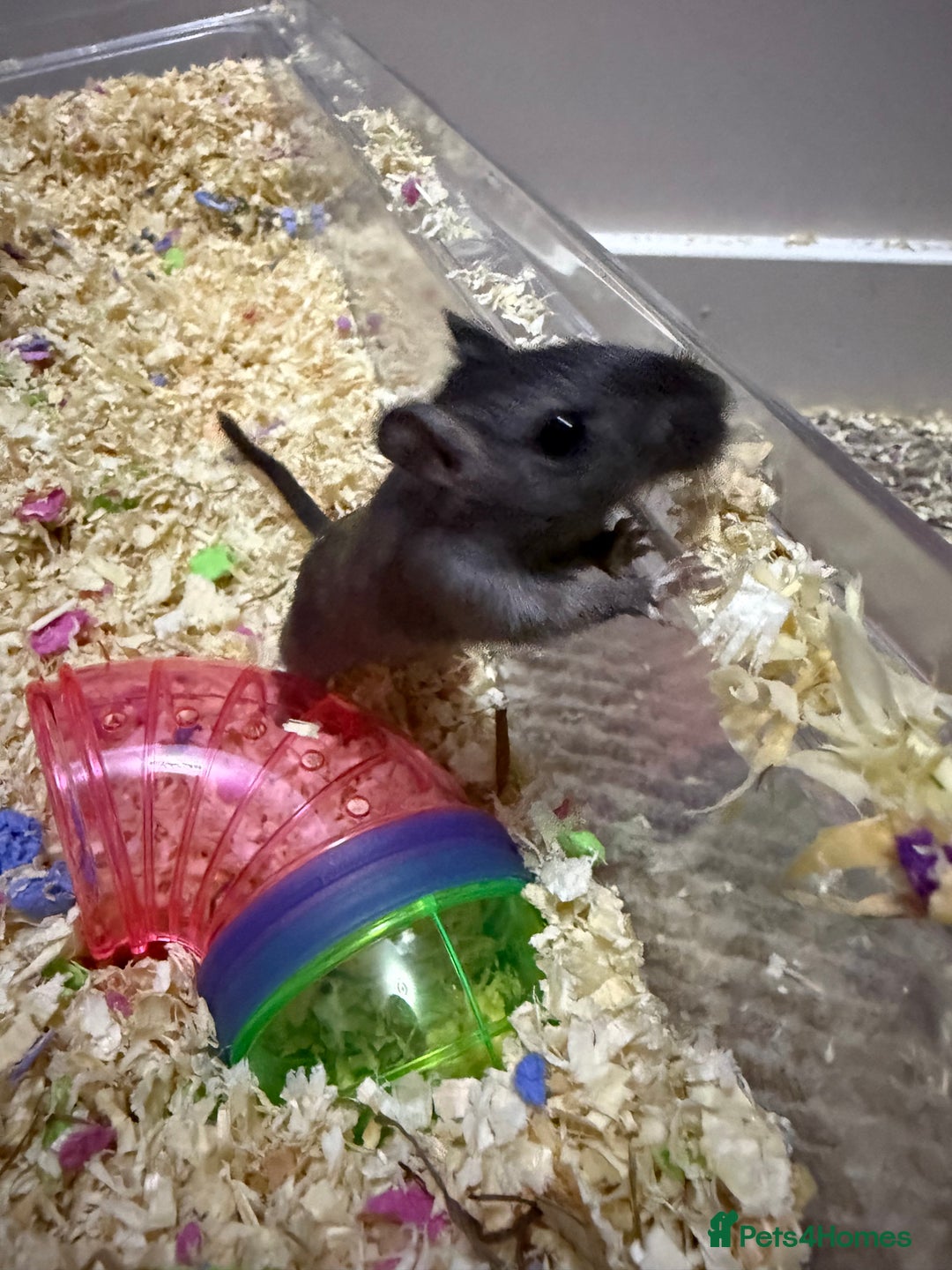 Gerbil rodents for sale: 2 Female Gerbils 10-11 Weeks old - Image 4