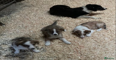 Border Collie dogs - Advert 7