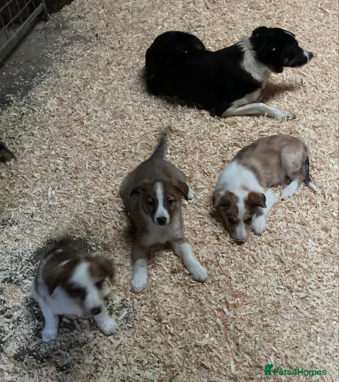 Border Collie dogs for sale: Red/Brown Merle Border Collie Pups - Image 2