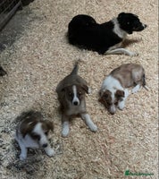 Border Collie dogs - Advert 7