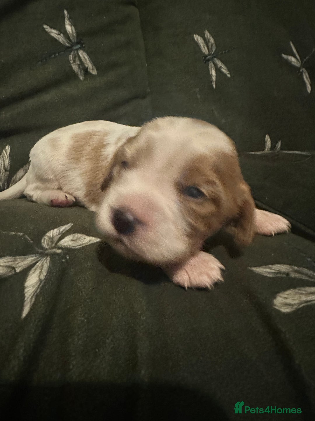 Cockalier dogs for sale: Cockalier puppies  - Advert 8