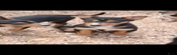 Australian Kelpie dogs for sale: Beautiful kelpie puppies for sale - Advert 6