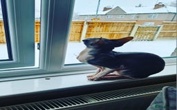Sphynx cats for sale: Female Don sphynx cat for sale  - Image 3