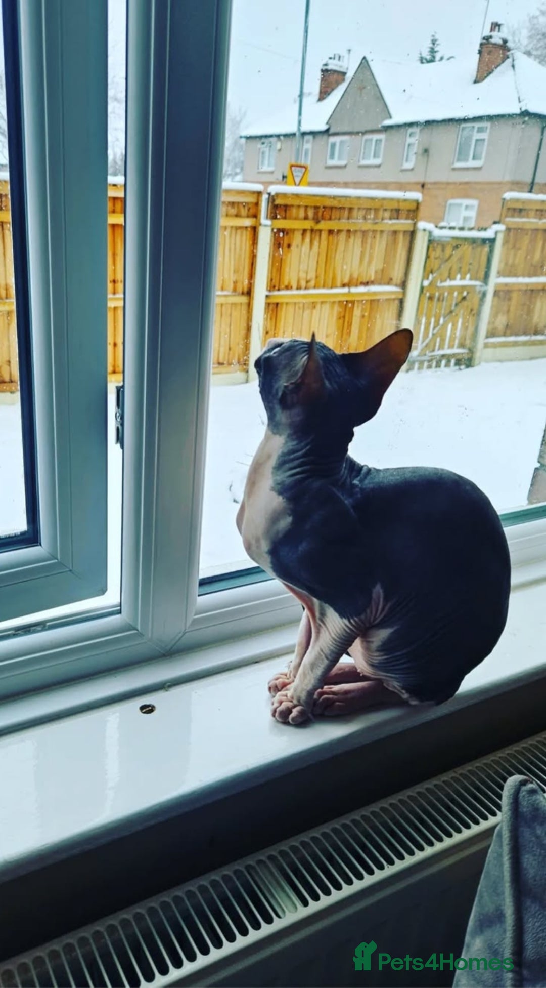Sphynx cats for sale: Female Don sphynx cat for sale  - Image 3