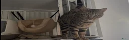 Bengal cats for sale: Bengal cross mix - Advert 4
