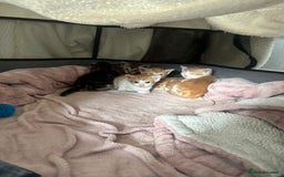 Mixed Breed cats for sale: 4 beautiful loving boys 🩵 - Image 7