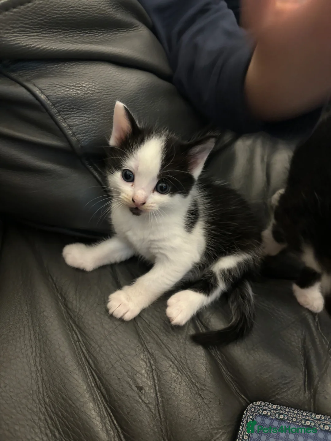 Mixed Breed cats for sale: Ragdoll x kittens  in Bradford - Advert 14