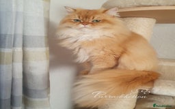 British Longhair cats for sale: Last Cinnamon Golden Shaded boy - Advert 2