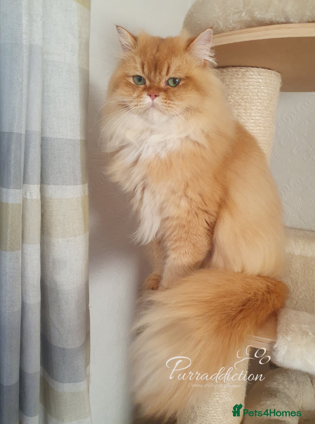 British Longhair cats for sale: Last Cinnamon Golden Shaded boy - Advert 2